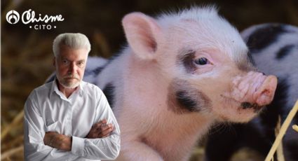 ¡Sin piedad! Un cerdito muerde y mata a un abuelito que intentaba darle de comer