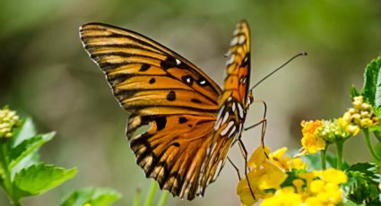 Estas son las plantas que debes tener en tu jardín para atraer mariposas