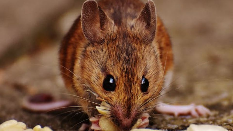 La hierbabuena te ayudará a acabar con estos roedores dando vueltas por tu casa