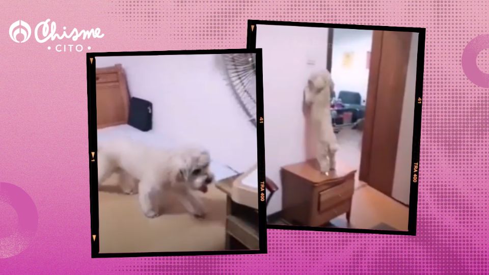 El video dio vuelta el internet poor la ternura que causó el cachorro.