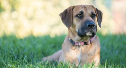 Fin del mito: así debes calcular la edad de tu perro