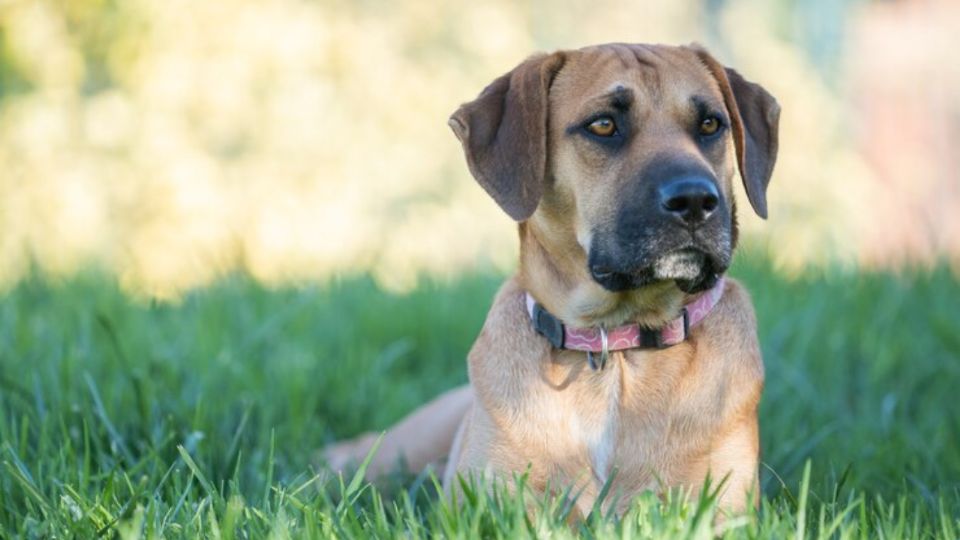 Un estudio reveló cómo calcular la edad de los perros según su tamaño