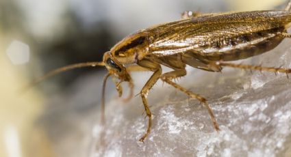 Cucaracha alemana: en qué consiste esta nueva plaga y cómo eliminarla