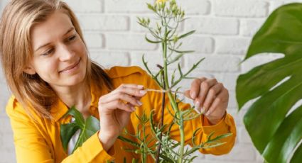 Día Mundial de la fascinación por las plantas: estas son 3 muy hermosas que valen poco dinero