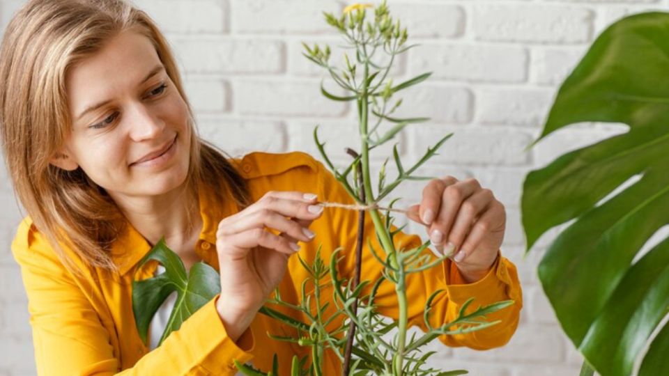 Las plantas tienen un papel importante en el ecosistema.