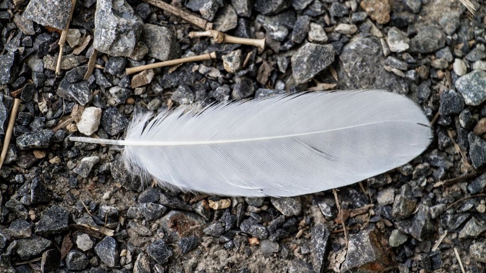 Qué significa encontrarse con una pluma blanca.