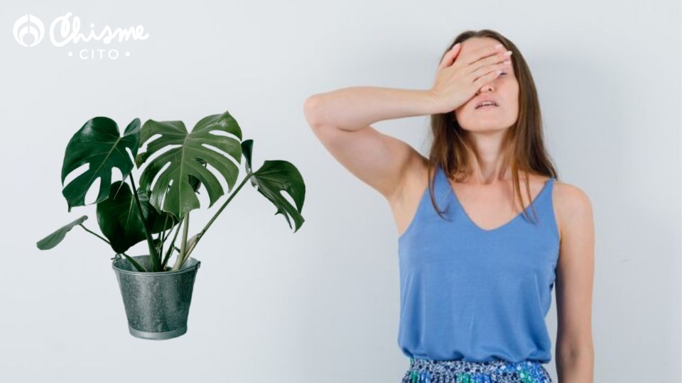 La monstera deliciosa es una de las mejores plantas para luchar contra el calor.