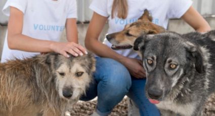 ¿Quieres un lomito? Rescatan y trasladan a un refugio a 50 perritos (VIDEO)