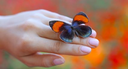 El significado espiritual de que una mariposa se pose en tu mano