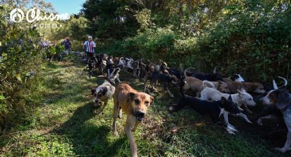 El paraíso: Conoce el refugio donde viven casi 2,000 perros rescatados a la espera de una familia