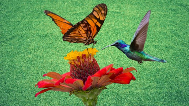 Secreto de un jardín mágico: Descubre las plantas que atraen colibríes y mariposas