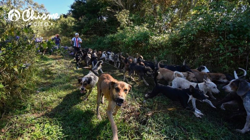 Fuente: Instagram @territorio_de_zaguates y producción Chismecito