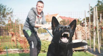 ¿Hay razas de perros más agresivas que otras o es sólo su educación?