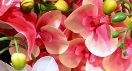 Tips de jardinería para cuidar tu orquídea esta primavera