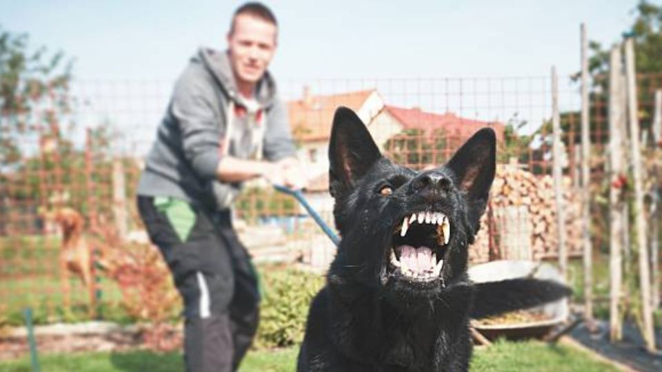 La verdad sobre la agresividad en los perros