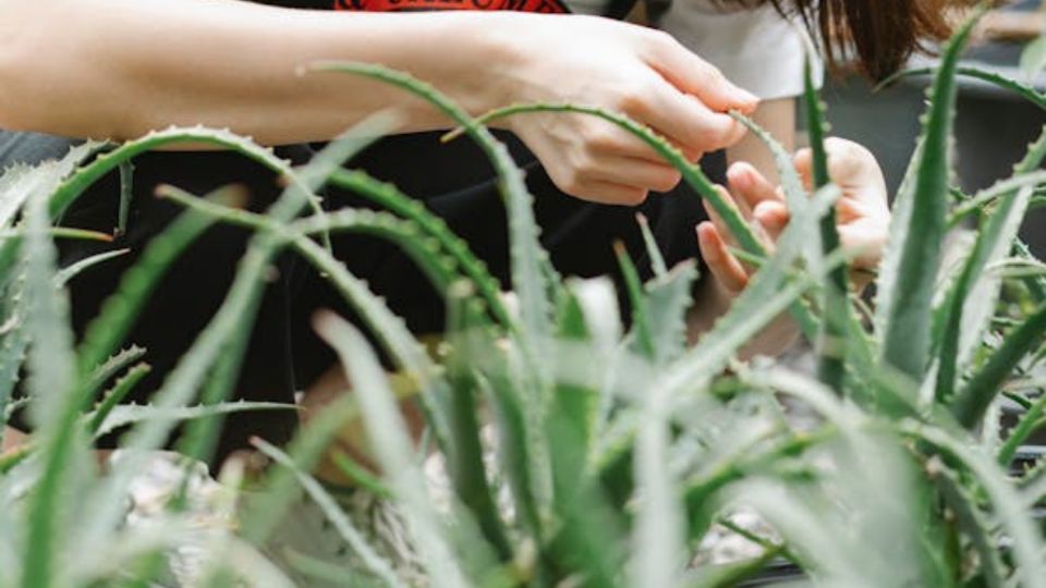 Es una planta de la familia de las Liliáceas y cuenta con alrededor de 500 especies distintas