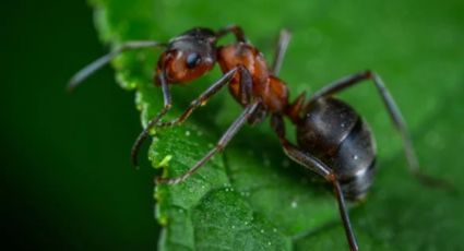 Descubre cómo usar jabón para ahuyentar a las hormigas de tu jardín