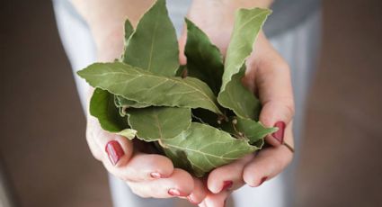 Para qué sirve poner una hoja de laurel en el congelador