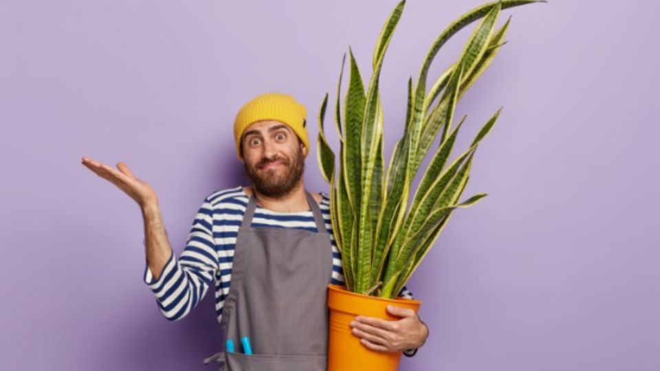 No dejes que tu planta favorita se arruine y aprende a cuidarla de la manera correcta.