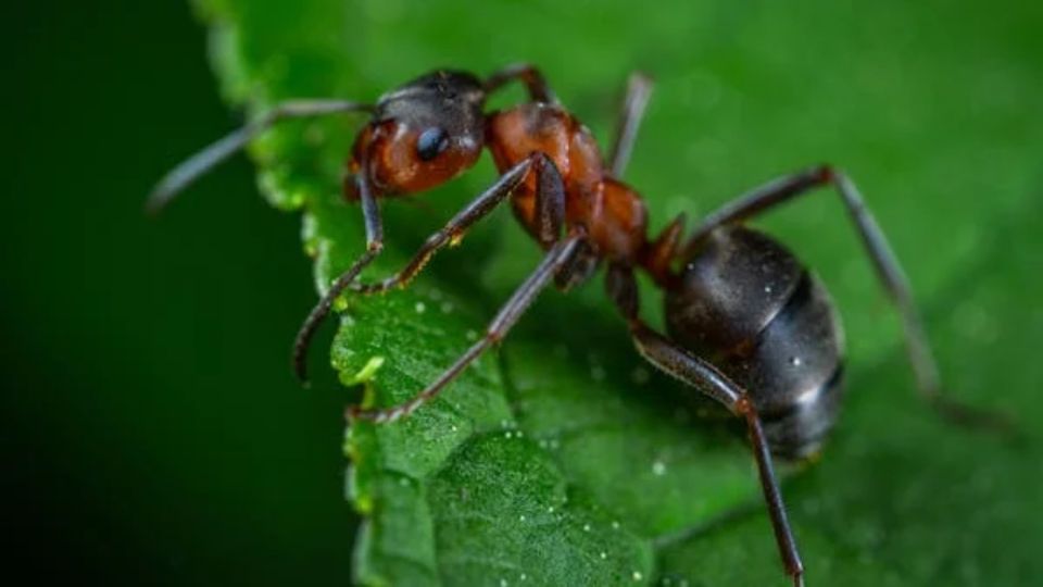 Las hormigas pueden dañar nuestras plantas