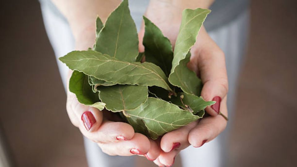 Descubre para qué sirve la hoja de laurel