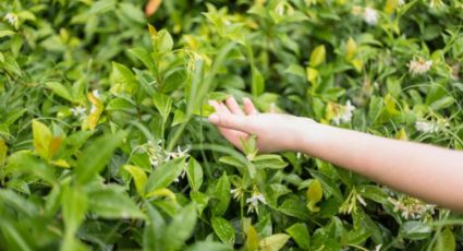 ¿Cómo sembrar árbol de té y cuáles son sus beneficios?