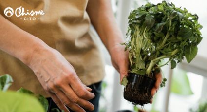 3 verduras que puedes cultivar (casi) sin espacio y en macetas