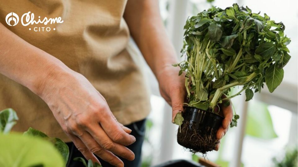 No hay mejor verdura que la que recolectas en tu huerta.