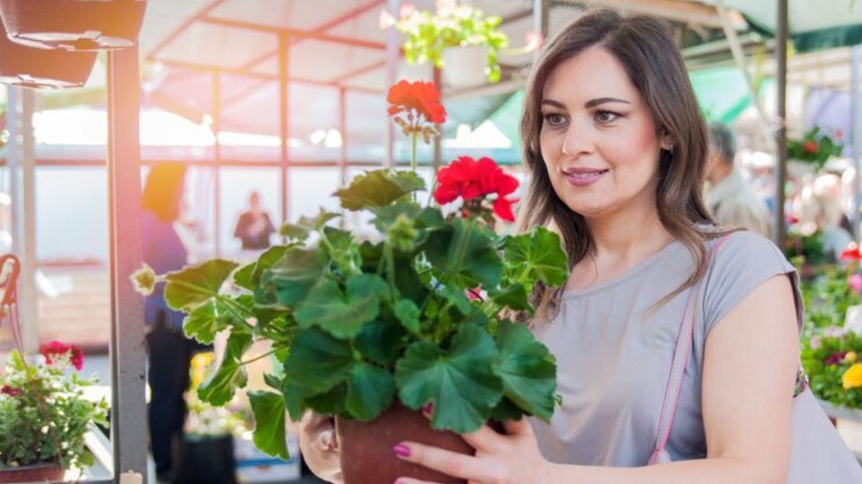 Esta planta tiene múltiples beneficios para nuestra piel