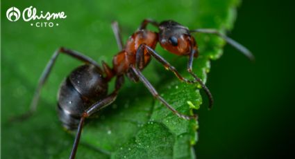 Plantas libres de insectos: usa este truco para ganar la batalla contra las hormigas en tu jardín