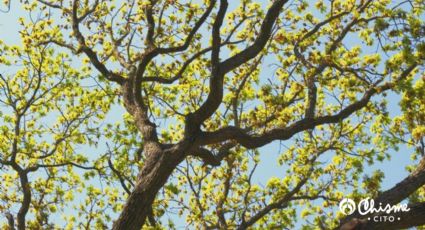 Conoce el árbol de la selva maya que es 'oro' para los nutricionistas