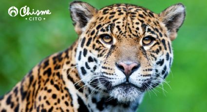 ALERTA: ¡Felino gigante en casa de Cancún! Familia convive con un jaguar como mascota