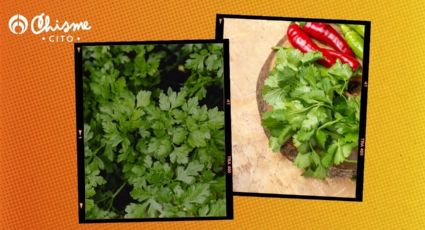 ¿Cómo se siembra la planta de cilantro en tu casa y cuántas veces la tienes que regar?