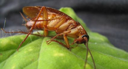 ¡Quítala! La planta autóctona de México que atrae cucarachas a tu hogar