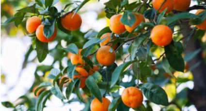 Cultiva tu propio árbol de naranjas con este método fácil y efectivo