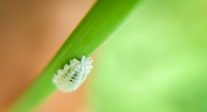 El truco con bicarbonato de sodio para evitar la cochinilla algodonosa en tus plantas