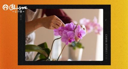 El sencillo truco con canela para revivir tu orquídea y que vuelva a tener flores