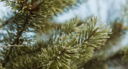 El árbol mexicano que vive más de 100 años y refrescará tu casa durante el verano