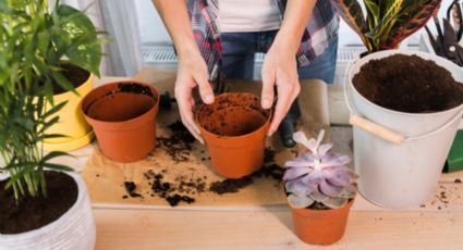 El truco de jardinería para elegir la maceta perfecta y trasplantar tu planta con éxito