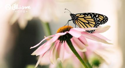 La planta que atrae mariposas y llena de color y vitalidad tu casa