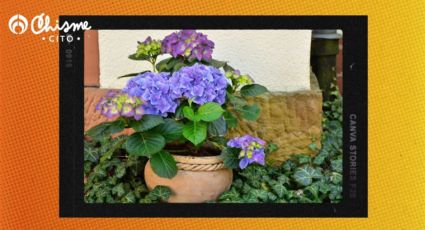 El potente abono casero para revivir tus hortensias y que den grandes flores