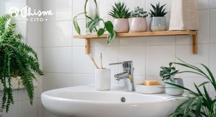 La planta que debes tener en la regadera del baño para mejorar tu salud