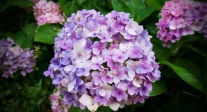 ¿Tus clásicas hortensias te aburren? Cambia su color con este ‘trucazo’ de jardineros