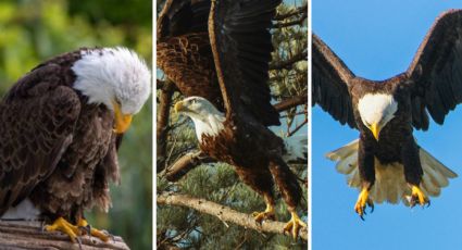 Escoge un águila y descubre cuán fuerte y fiel es tu personalidad para atravesar problemas