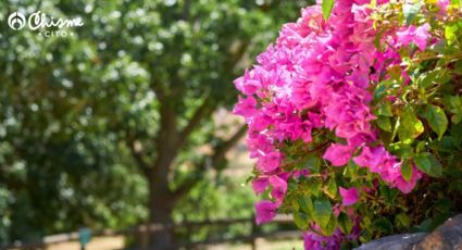 Prepara este poderoso abono casero para que tus bugambilias se llenen de flores