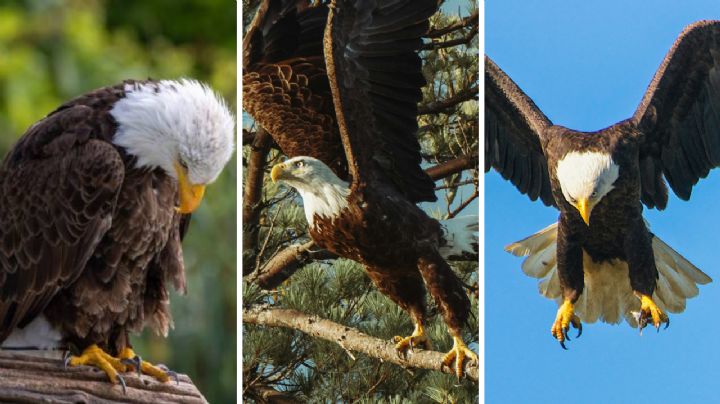 Escoge un águila y descubre cuán fuerte y fiel es tu personalidad para atravesar problemas