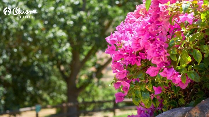 Prepara este poderoso abono casero para que tus bugambilias se llenen de flores