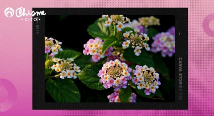 El potente abono casero para revivir tu Lantana y que vuelva a florecer