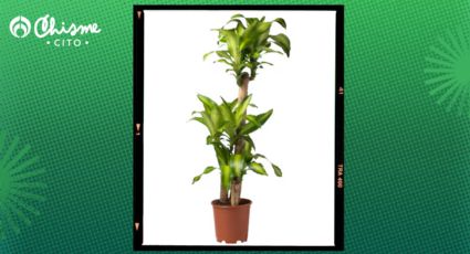 La deslumbrante planta tropical que no demanda cuidados, decora tu hogar y está de oferta en IKEA