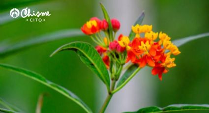 Despídete de las plagas con esta vibrante flor que funciona como repelente